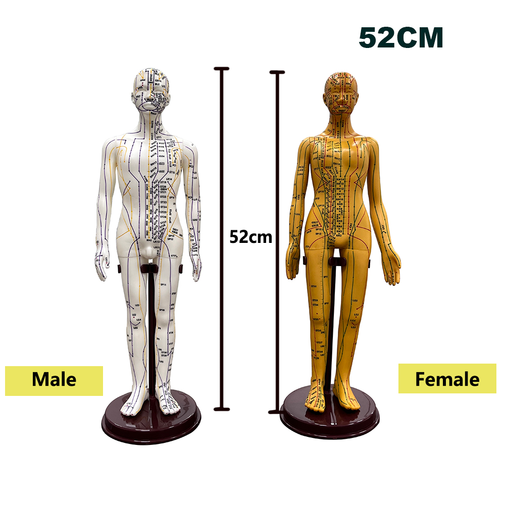 52CM Adult Human Body Acupunct - Men'S Accessories Rack avaliação e preço