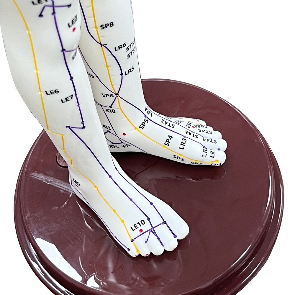52CM Adult Human Body Acupunct - Men'S Accessories Rack avaliação e preço