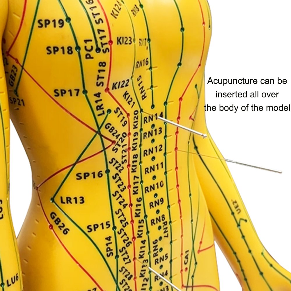 52CM Adult Human Body Acupunct - Men'S Accessories Rack avaliação e preço